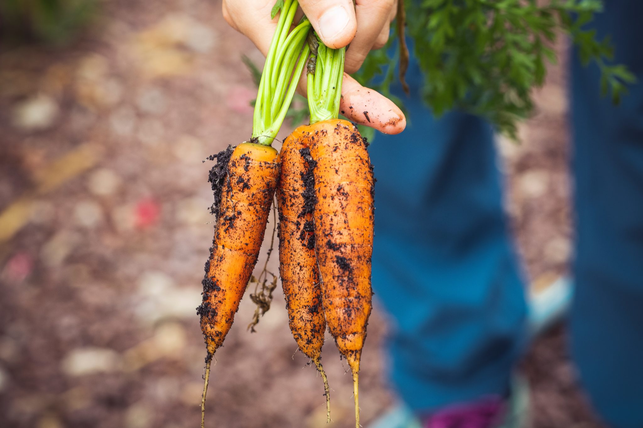 Corsi agricoltura biologica "Coltiva i tuoi talenti": dedicarsi al biodinamico