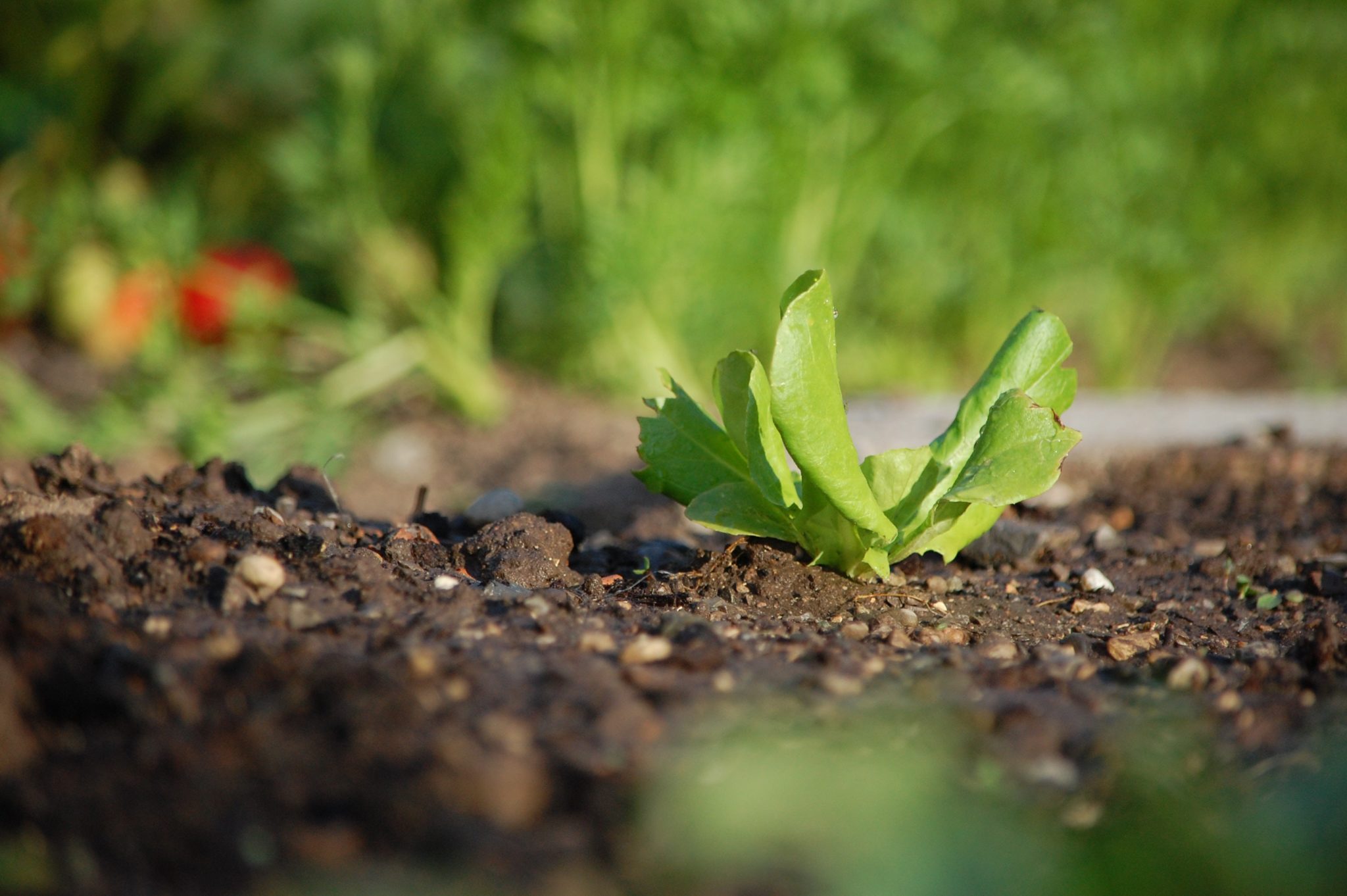 Corsi agricoltura biologica "Coltiva i tuoi talenti": dedicarsi al biodinamico