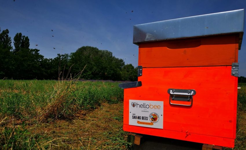 Ecofactory Hellobee api