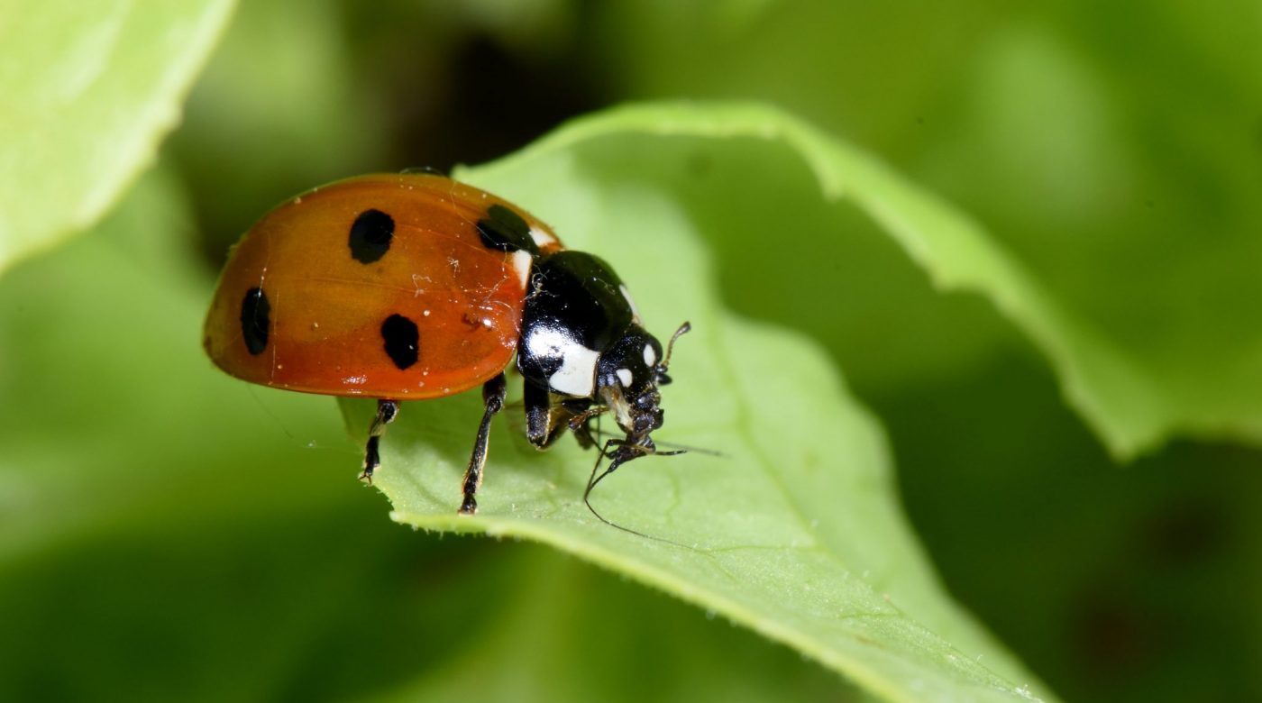 Progetto OrtoAmbiente