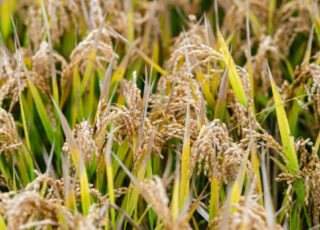 Knorr lancia il progetto per avere il primo riso a basso impatto ambientale: ecco dove