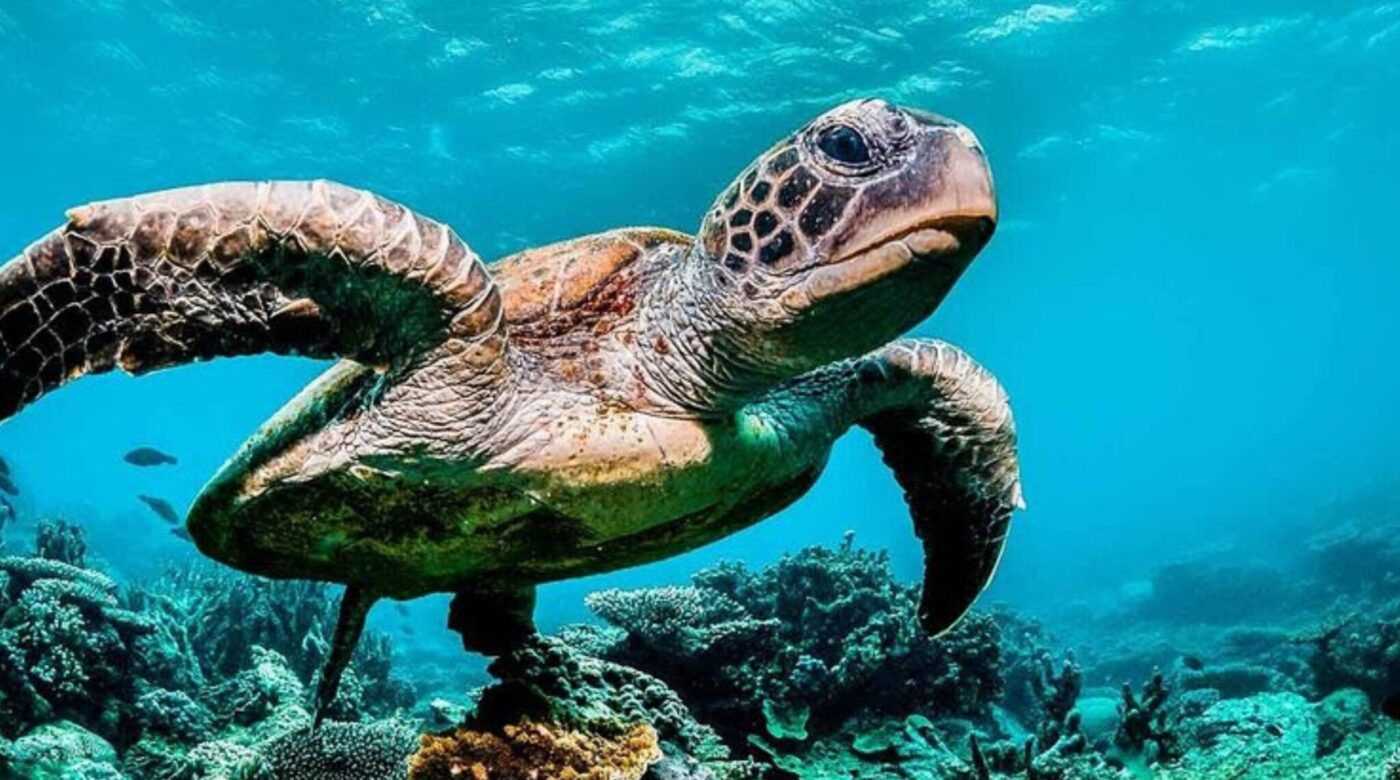 intelligenza artificiale tartarughe marine